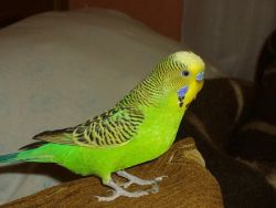 Opieka i zawartość papużek 1