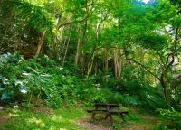 Тропический лес в Уэлчман Холл Галли