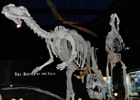 Западно-Австралийский музей - скелет динозавра