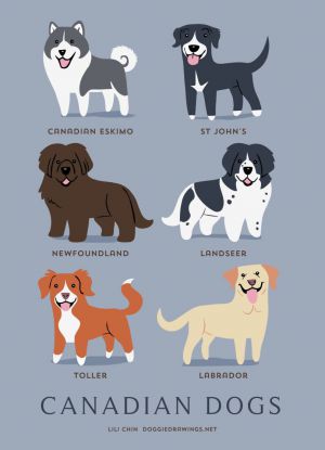 jakie są rasy psów 6