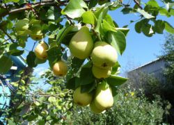 możesz posadzić gruszę na drzewie jabłoni
