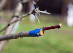 Je li moguće ubrizgati višnje u trešnja
