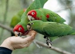 Како исправно хранити папагаја