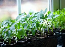 Možete li saditi sadnice u veljači
