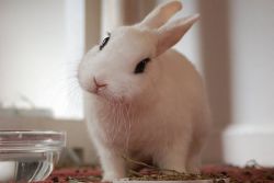 co mohou jíst dekorativní králíky