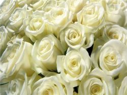 какво означава да даваш бели рози