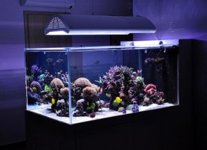 Kaj potrebujete za akvarij z ribami3