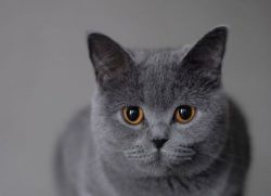 Jak vypadá britská kočka?
