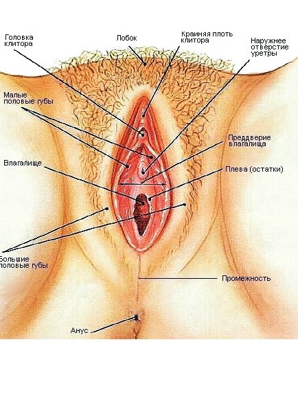 Строение женских половых органов (половой системы)