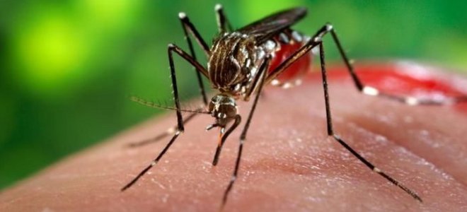 co pomaga ukąszeniom komarów dla dzieci