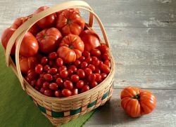 určující odrůdy rajčat pro skleníky