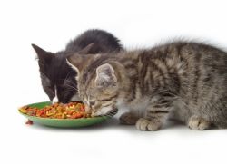 Jakie jedzenie jest lepsze dla kotów1