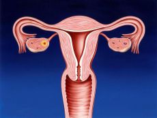 co to jest kanał szyjki macicy u kobiet