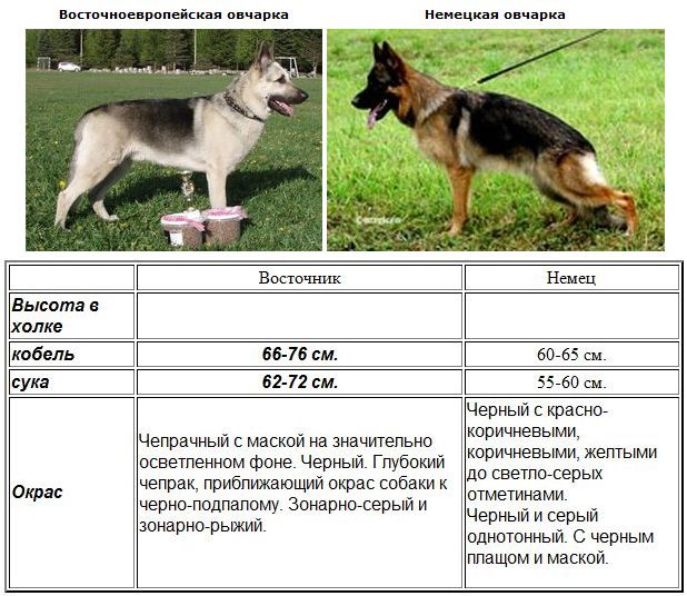 Каква е разликата между немско овчарско куче и източноевропейско?