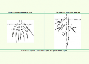 jak system korzeniowy różni się od włóknistego korzenia 1