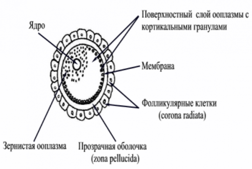 kakšna je razlika med jajčnimi celicami in spermatozoonom 1