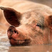 dlaczego marzysz o wycięciu świni