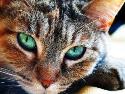 Какво е зрението при котките1
