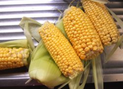 vařené kukuřice prospěch a poškození
