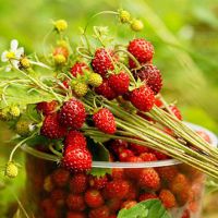 полезни свойства на горските ягоди