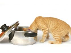 Jaké suché krmivo pro kočky je lepší1
