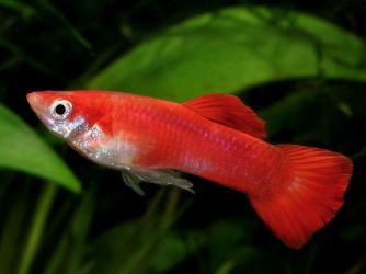 Jaké ryby mají novorozeného akvaristu1