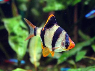 Kakšne vrste rib ima začetnega akvarista3