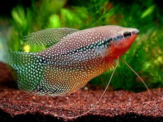 Kakšne vrste ribice imajo novice akvarista5