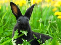 Jaká tráva může nakrmit králíky1