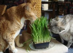 Jakou trávu dělají kočky?