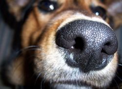 Jaký nos má zdravý pes?