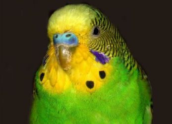 vlnitý papoušek