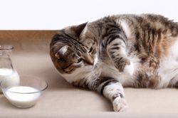 krmiva pro těhotné kočky