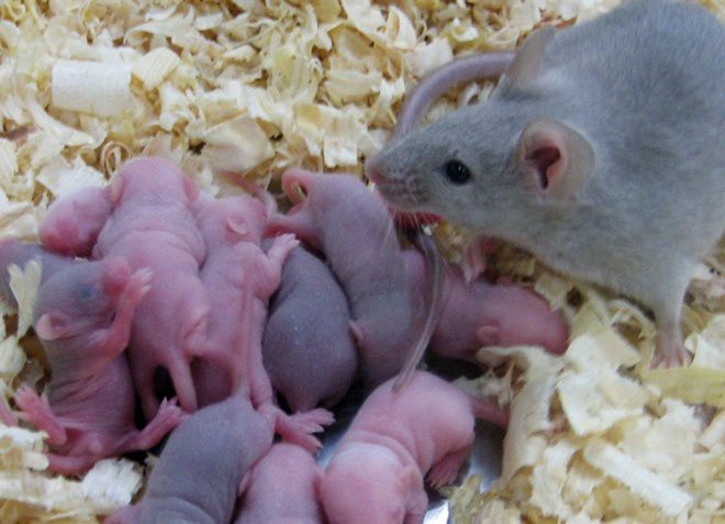 чем кормить родившую крысу