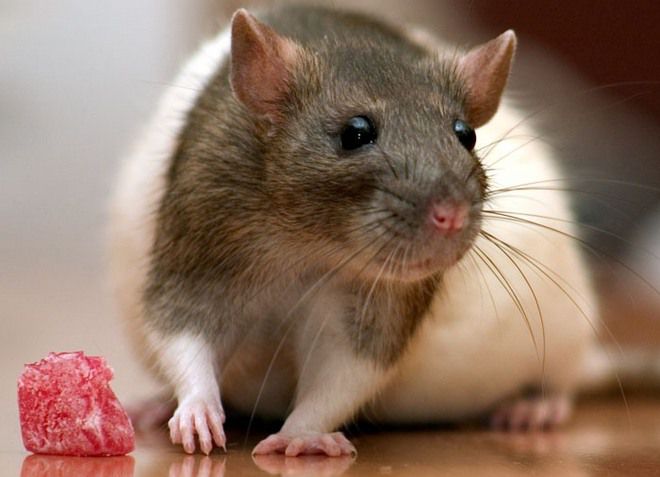 можно ли кормить крысу мясом