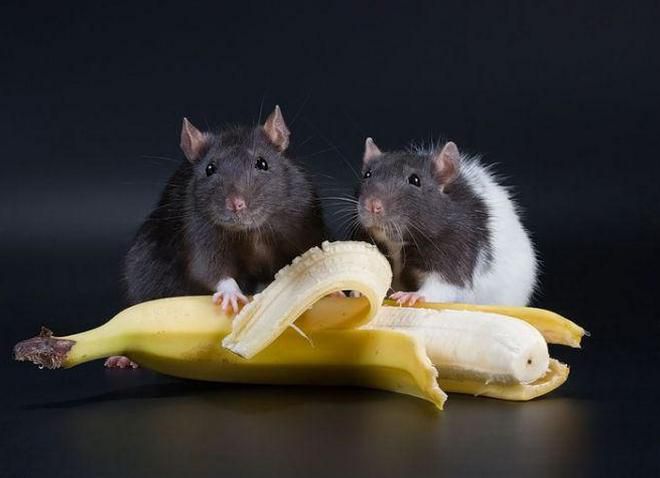 можно ли кормить бананом домашних крыс