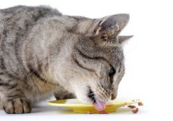 како да храните стерилисану мачку