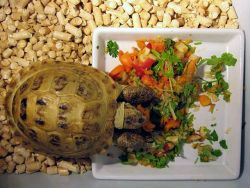 co może karmić żółwia lądowego