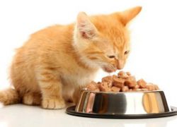 Co krmít kotě, 2 měsíce1