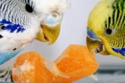 kako hraniti valoviti papagaj