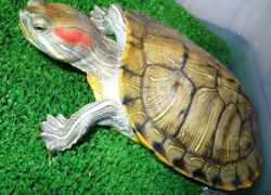 Как да нахраним костенурка с червена корема 1
