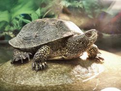 Što hraniti riječnu kornjaču kod kuće1
