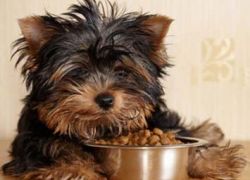 Što hraniti štene Yorkshire terijer
