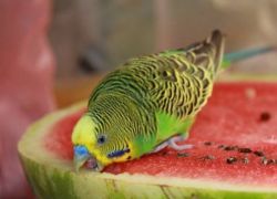 Co karmić falistymi papugami z wyjątkiem jedzenia1