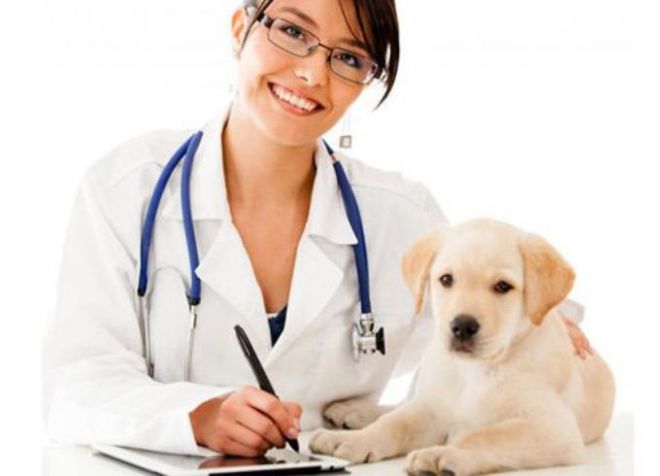 обязательные прививки как подготовить щенка