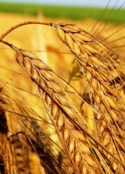 масло от пшенични зародиши в козметиката