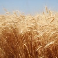Korzyści z zbóż pszennych