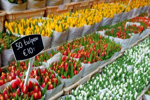 Ko tulipani cvetijo na Nizozemskem3