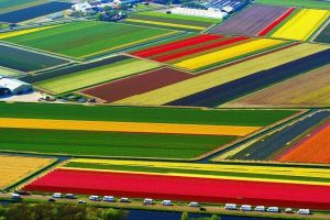 Kiedy tulipany kwitną w Holandii4