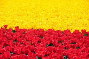 Kiedy tulipany kwitną w Holandii5